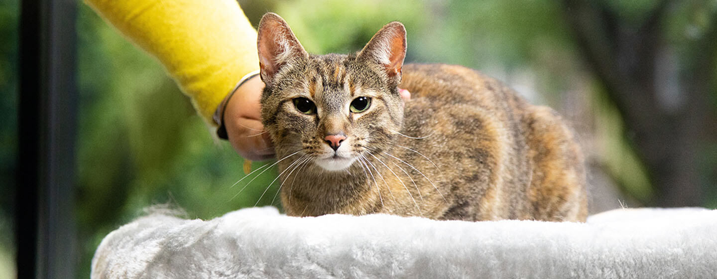 How Much Does A Cat Tail Amputation Cost at Roy Granda blog